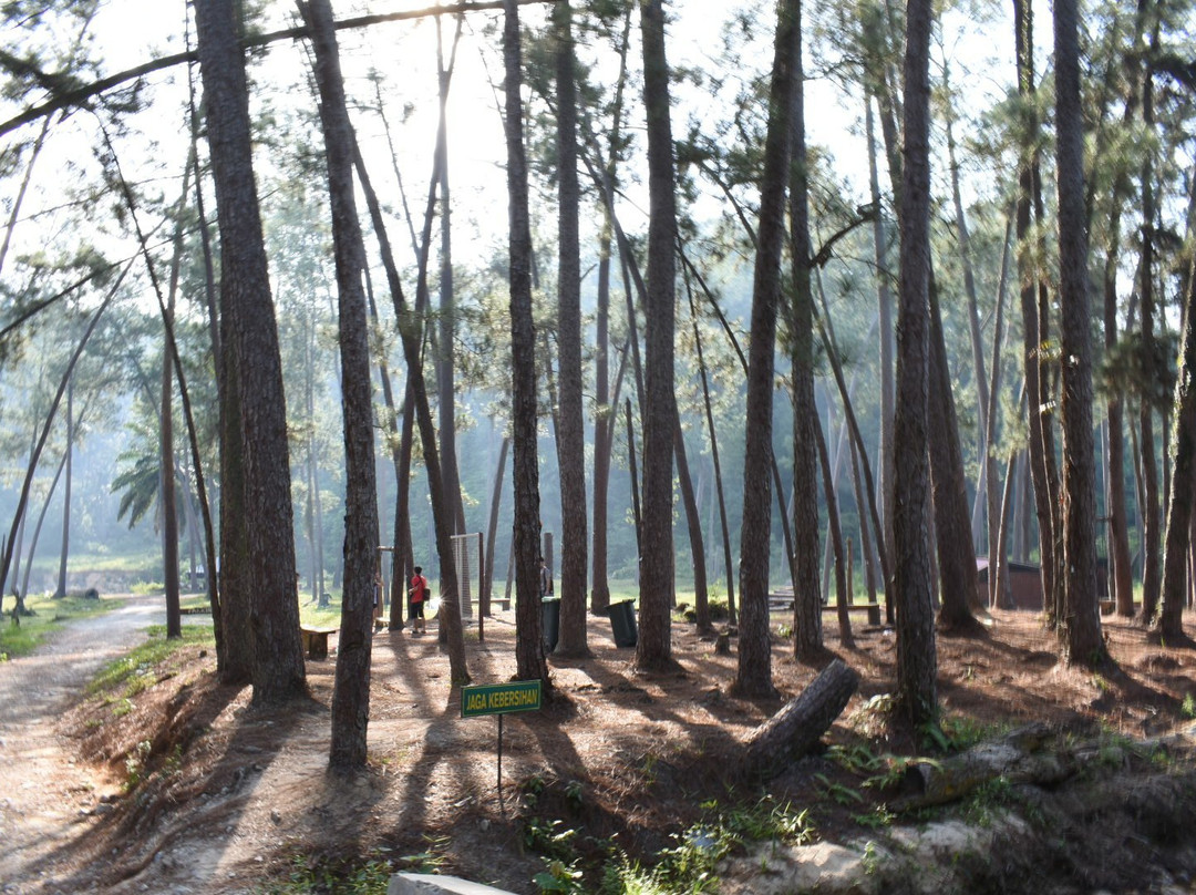 Terap Pine Forest景点图片