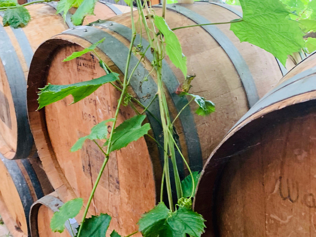 Torlesse Wines景点图片