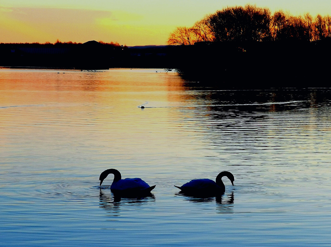 RSBP Dearne Valley - Old Moor景点图片