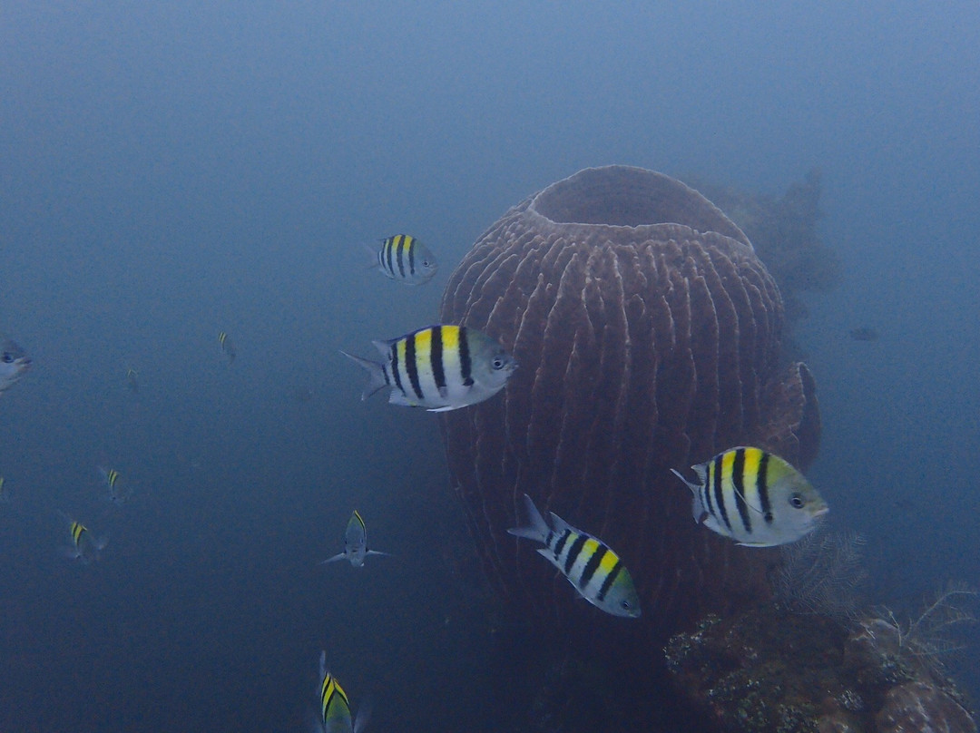 Bali Aqua Diving景点图片