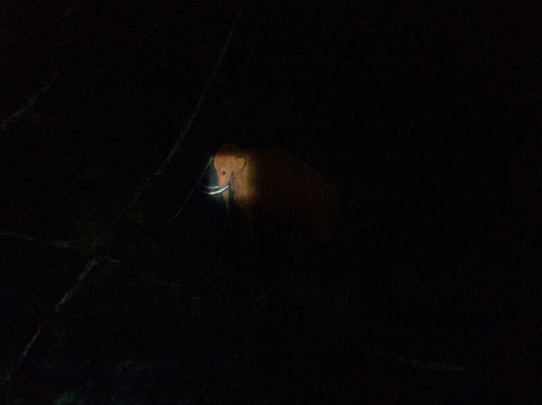 Cave Karaulnaya景点图片