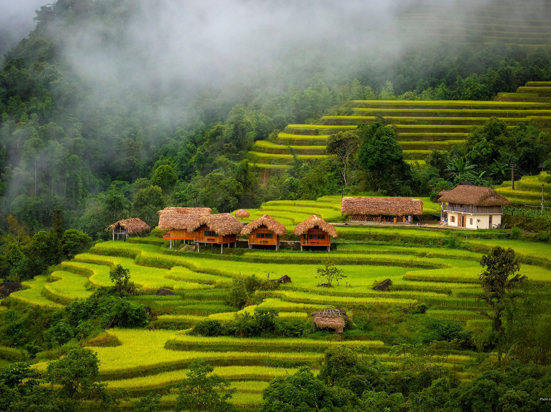 黄树皮旅馆