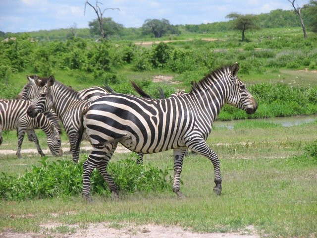 Chabo Africa Safaris景点图片