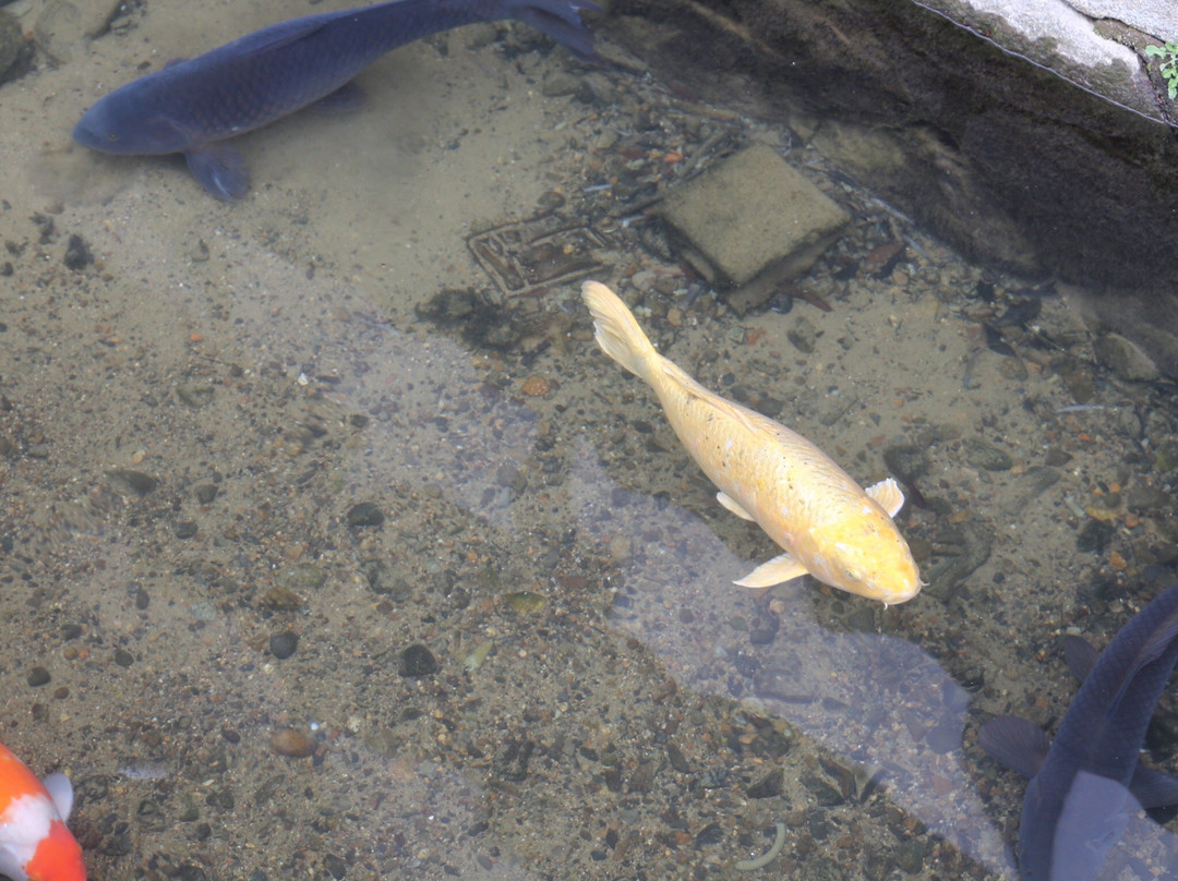 Tsuwanocho Hommachidori-津和野町必去景点