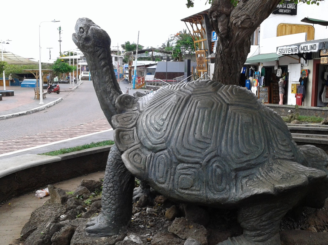 Monumento de la Tortuga景点图片