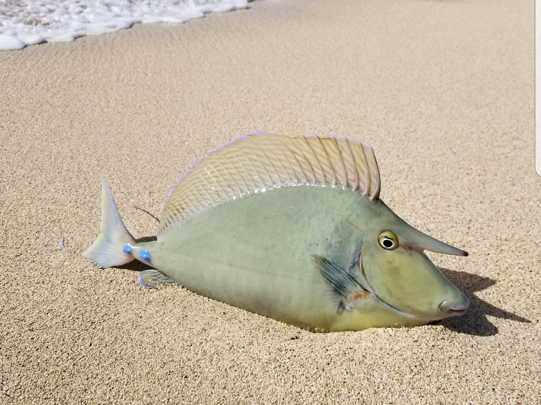 Shoreline Fishing O'ahu, Hawai'i景点图片