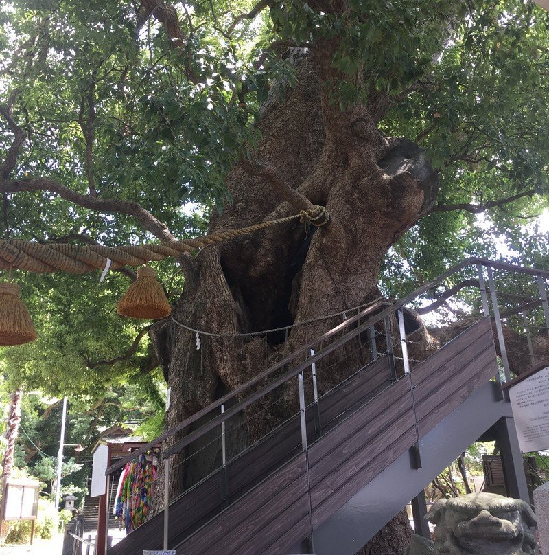 Exposed Camphor Tree-长崎市必去景点