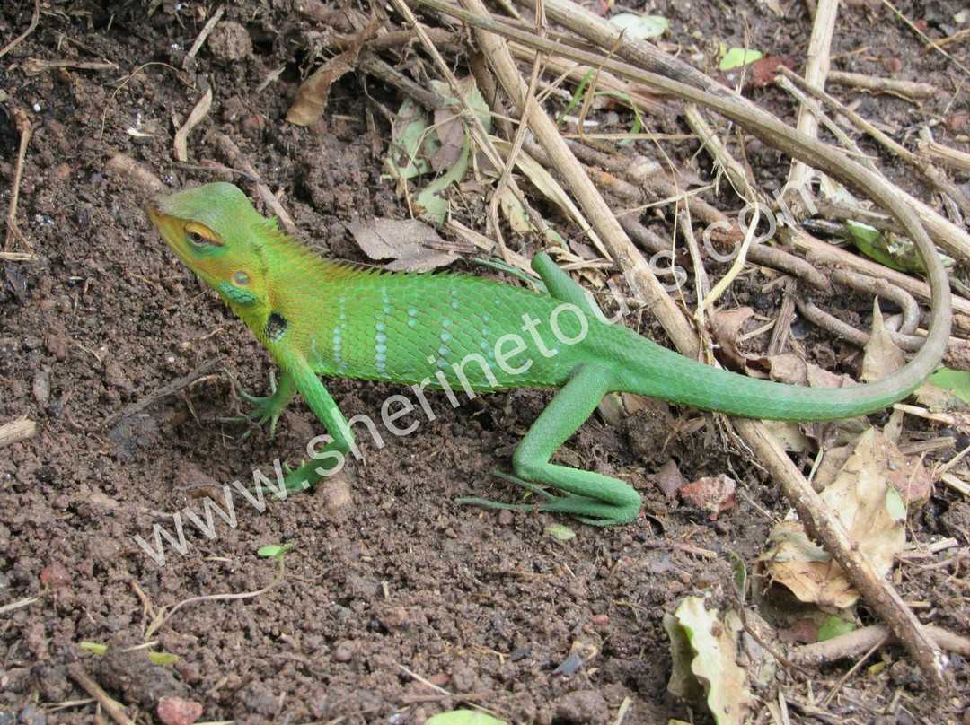 Sherine Tours-Waikkal必去景点