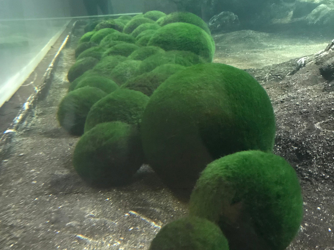 Marimo Exhibition and Observation Center-钏路市必去景点