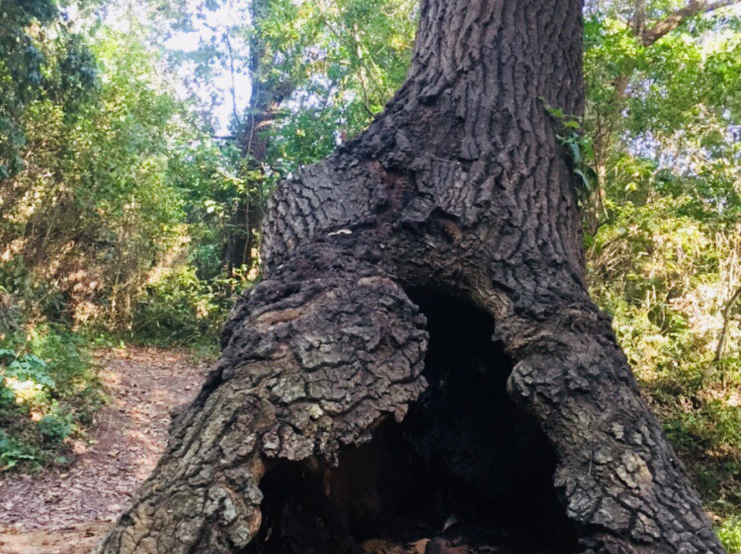 Oasi Bosco di Palo-拉迪斯波利必去景点