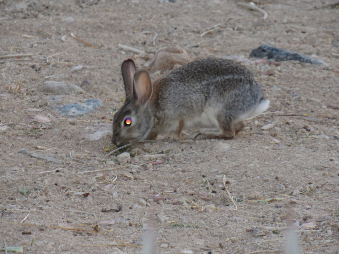 Chisos Mining Company Motel主图