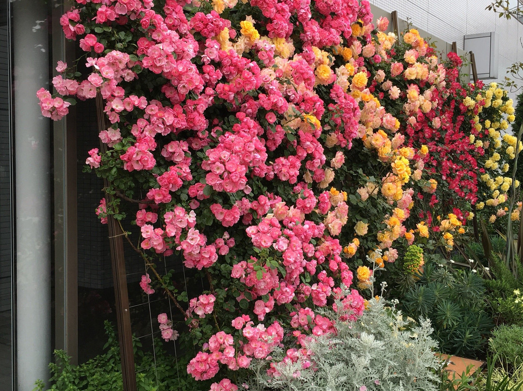 Yamaguchi Ube Airport Rose Garden-宇部市必去景点