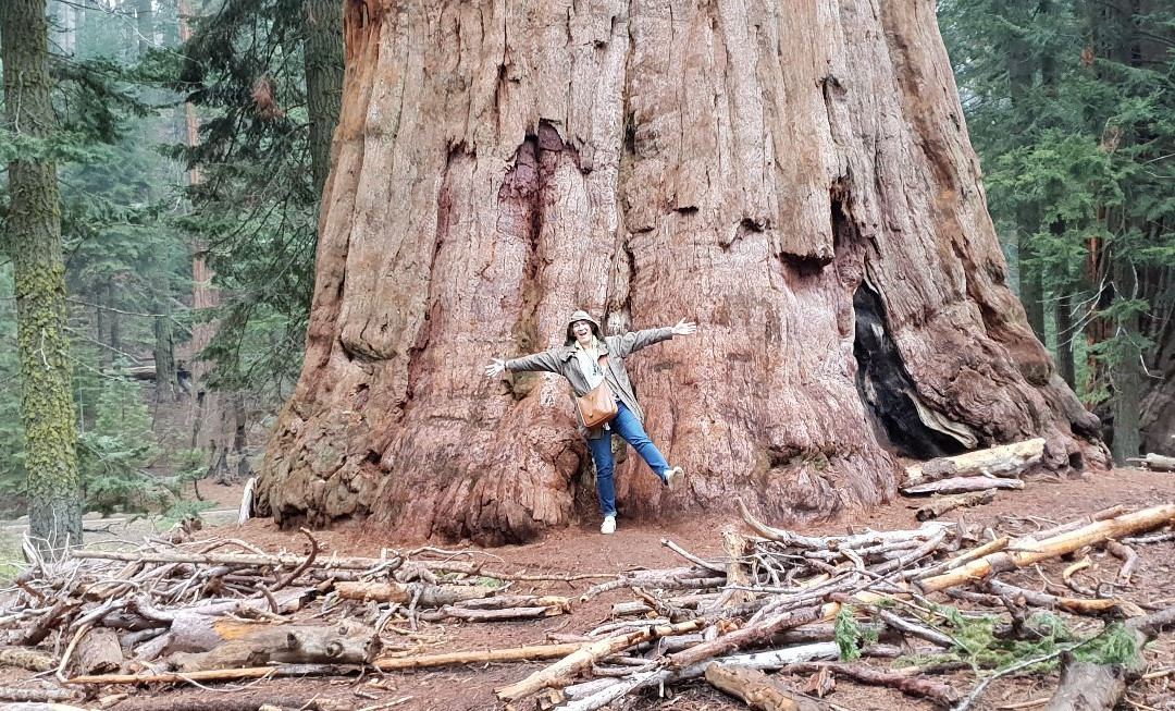 Sequoia Park景点图片