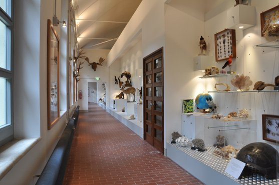 Museo di Storia Naturale景点图片