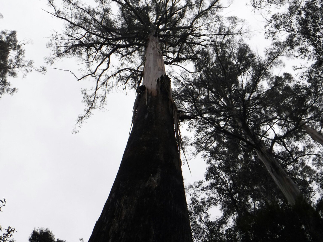 Tall Trees Walk景点图片