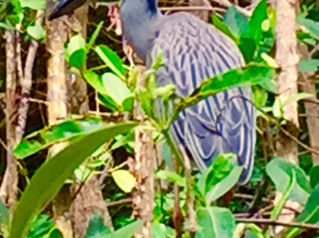 Lantana Nature Preserve-Lantana必去景点