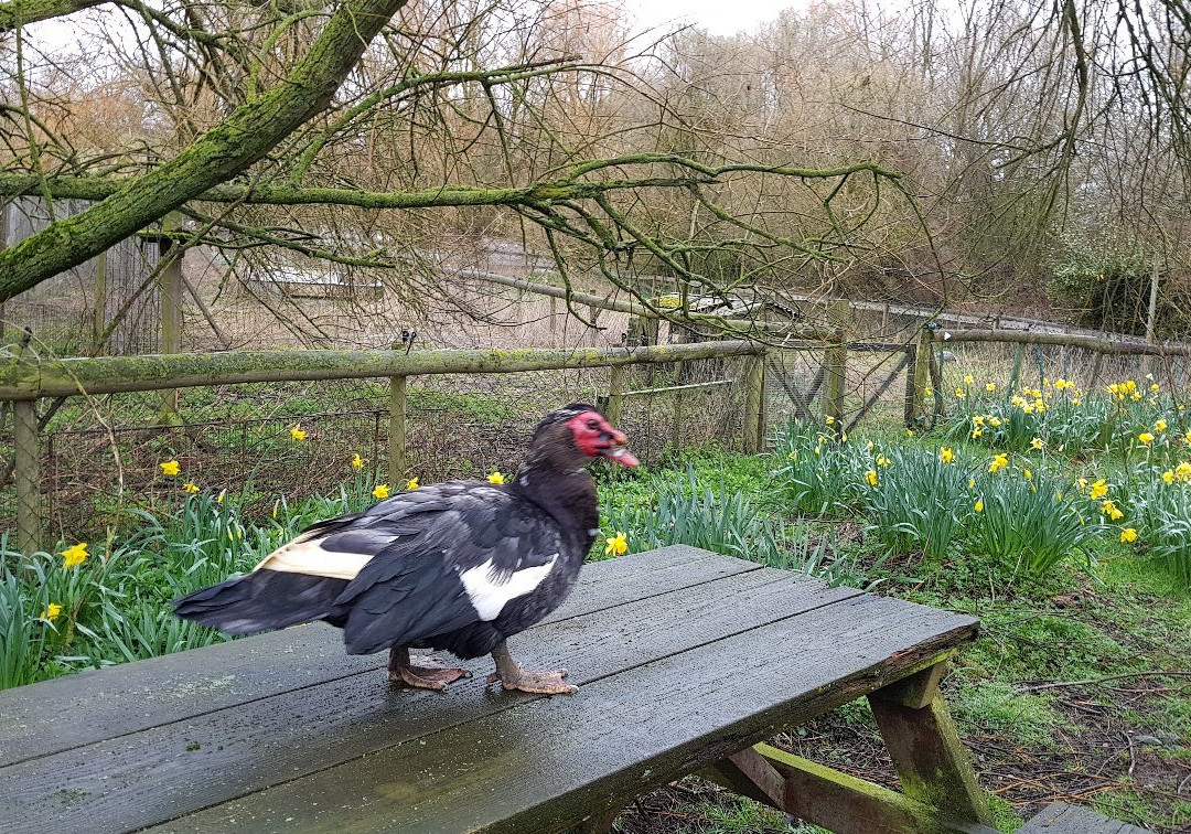 Water Fowl Sanctuary and Children's Farm-班伯里必去景点