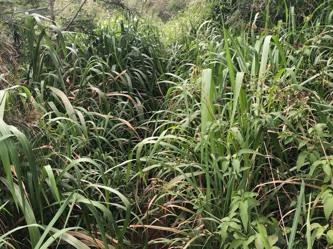 Mahana Ridge Trail景点图片