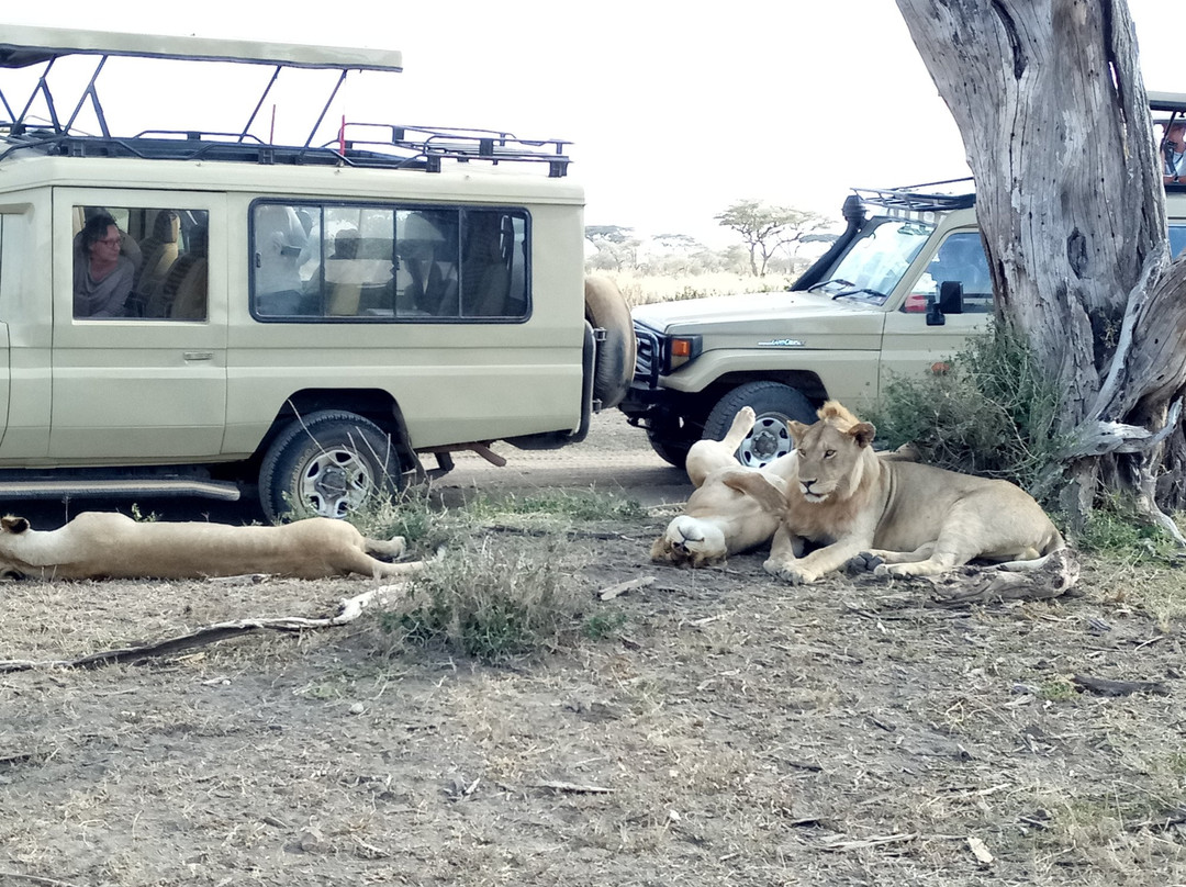 AFRICAN DIURNAL SAFARIS & TOURS-姆万扎必去景点