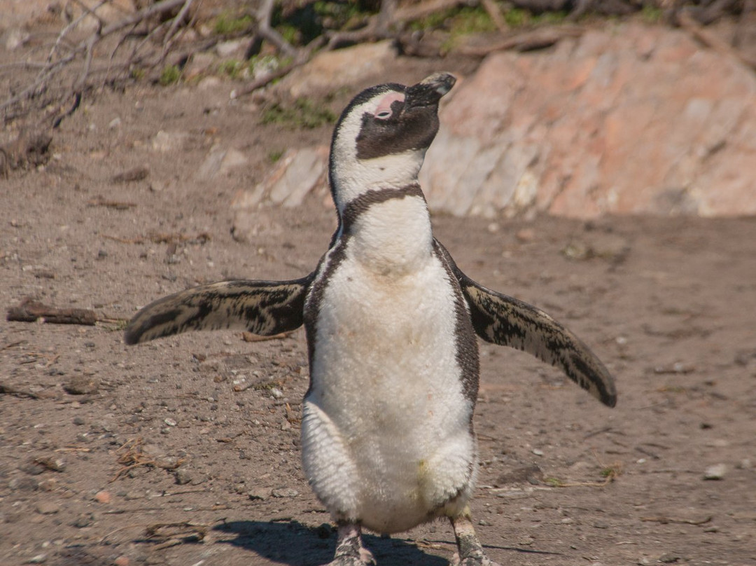 Zulu Sun Safaris-圣露西亚必去景点