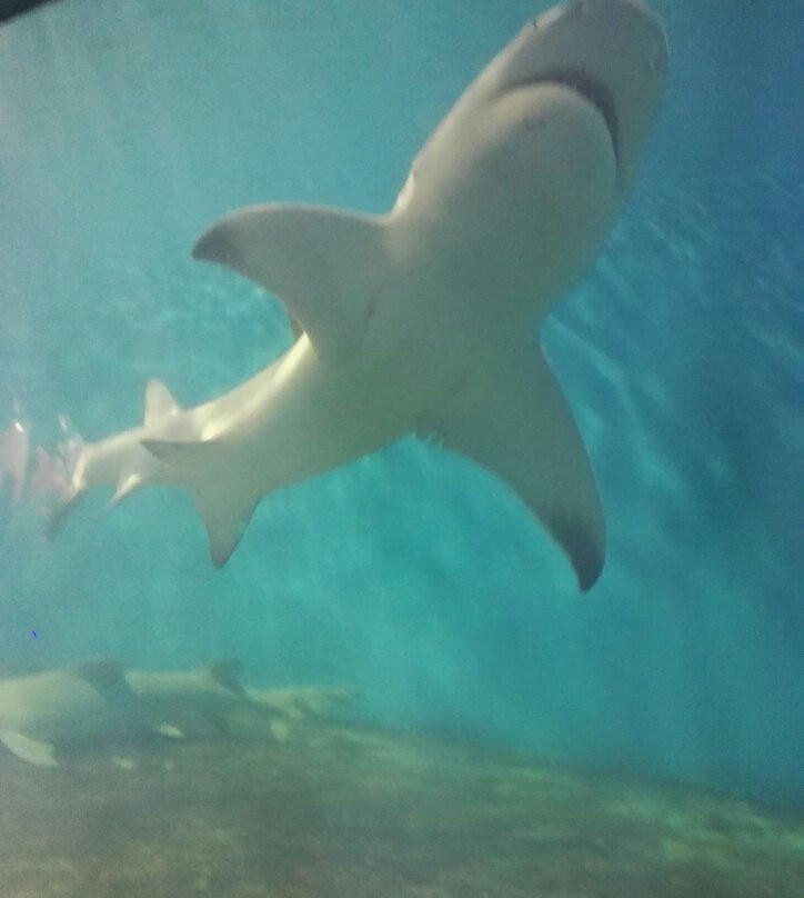 黄金海岸保护区-昌黎县必去景点