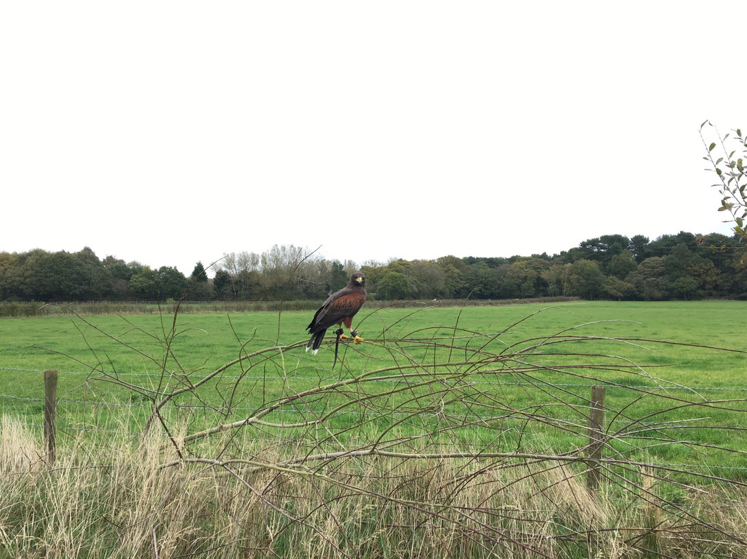 Falconry with Nigel Hawkins景点图片