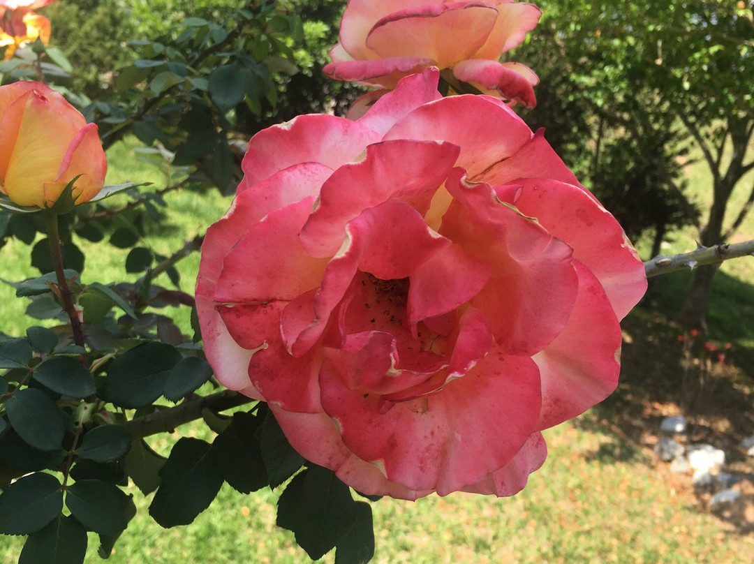 Paroquia de Santo Expedito-瓜拉廷格塔必去景点