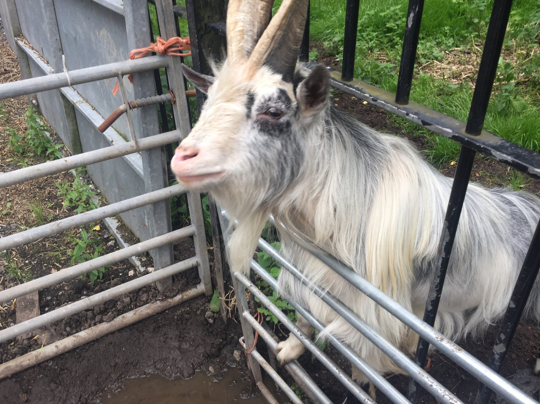 Wythenshawe Community Farm-曼彻斯特必去景点
