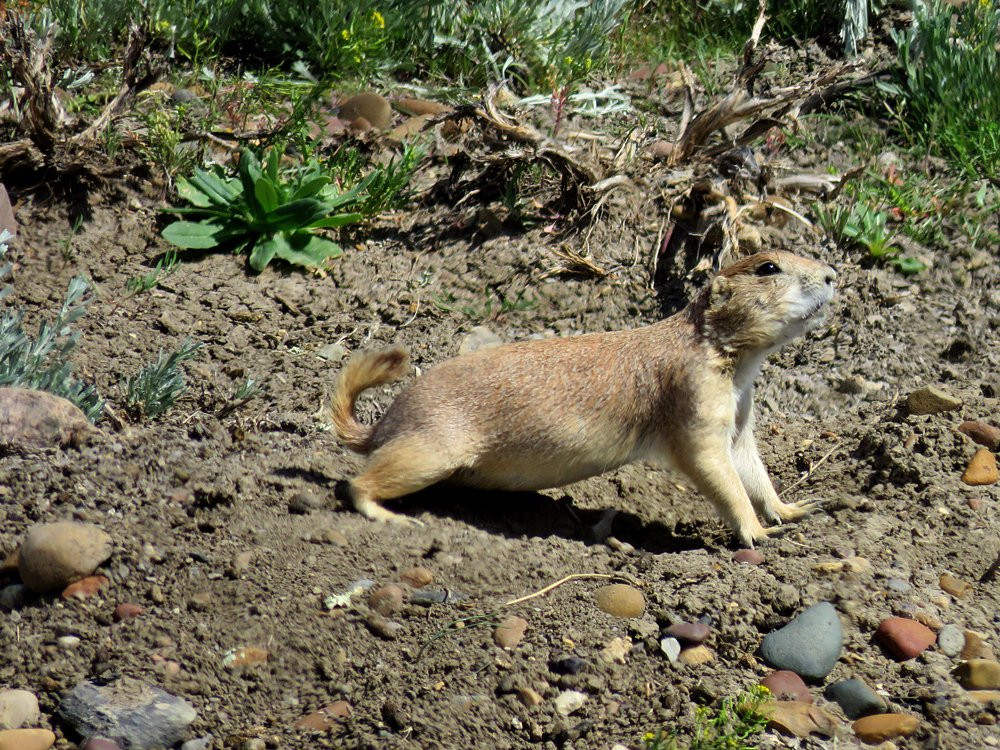 American Prairie National Discovery Center-Lewistown必去景点
