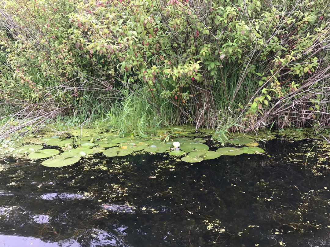 Mercer Slough Nature Park景点图片