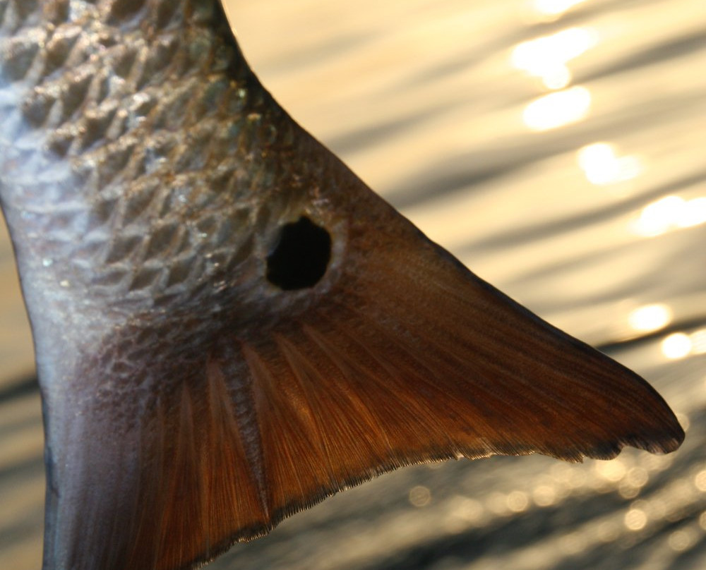 Texas Red Fish Adventures-南帕诸岛必去景点