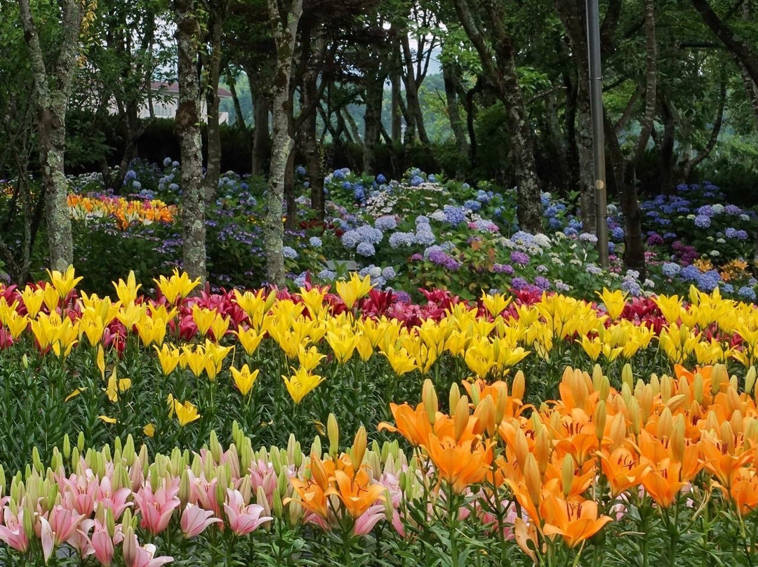 Tamamizu Lily Hydrangea Garden景点图片