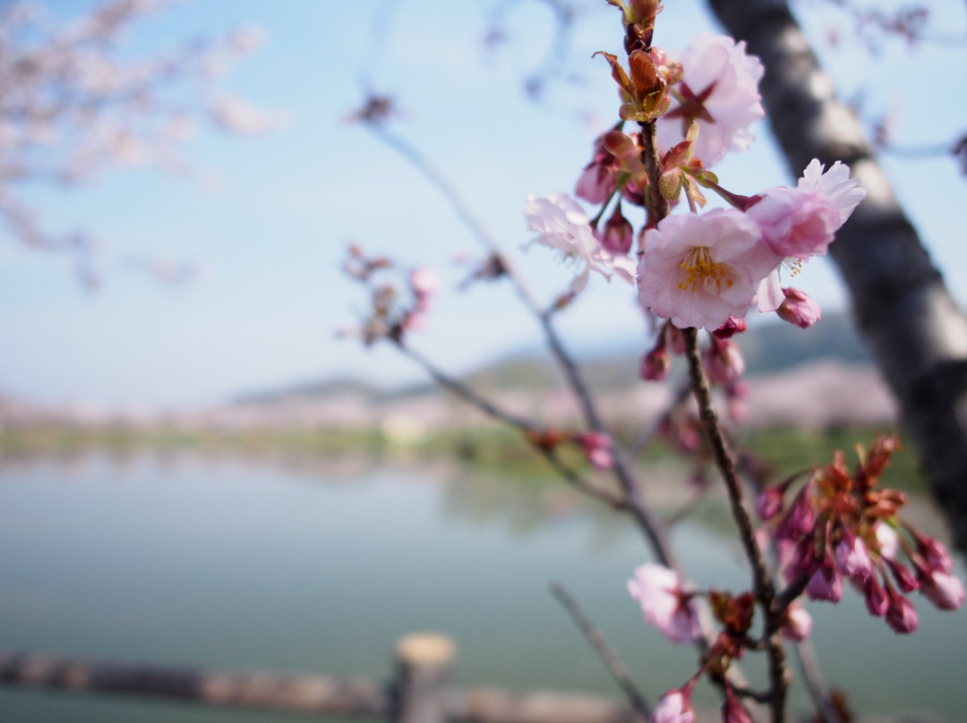 Hojo Oike Pond-筑波市必去景点