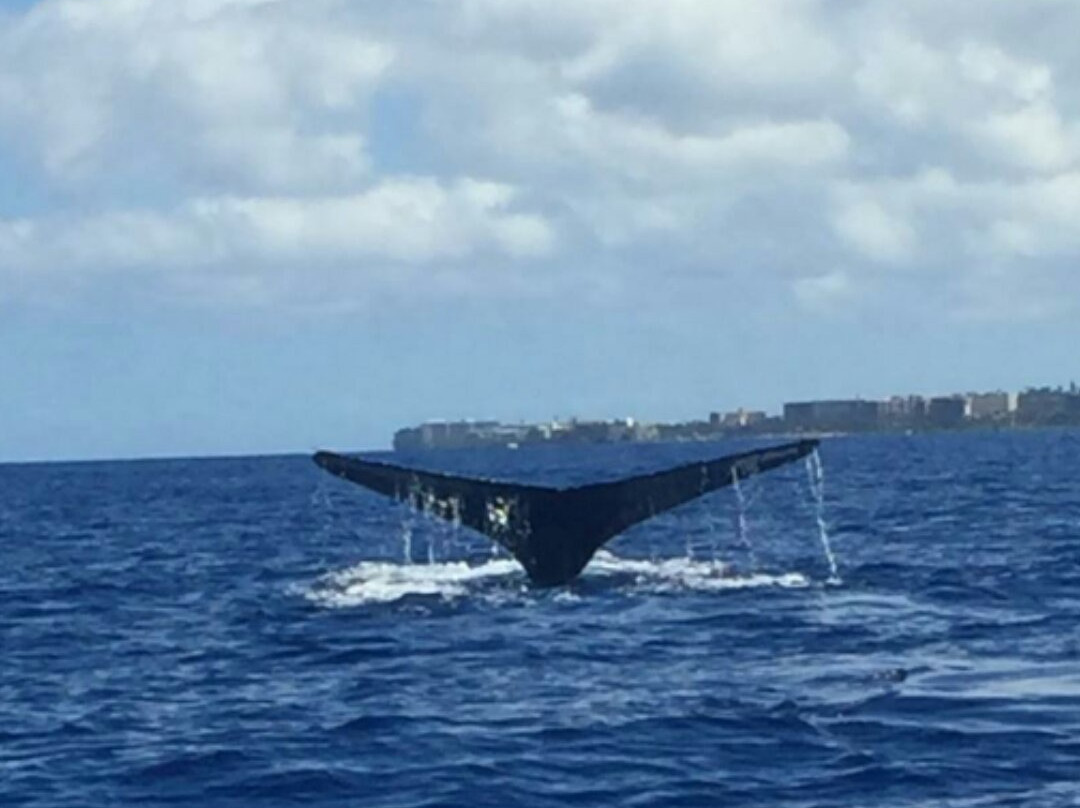 Blue Maui Ocean Adventures-卡纳帕利必去景点