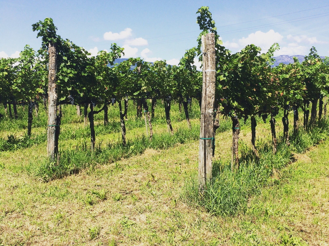 Azienda Agricola Vicentini Orgnani-Valeriano必去景点