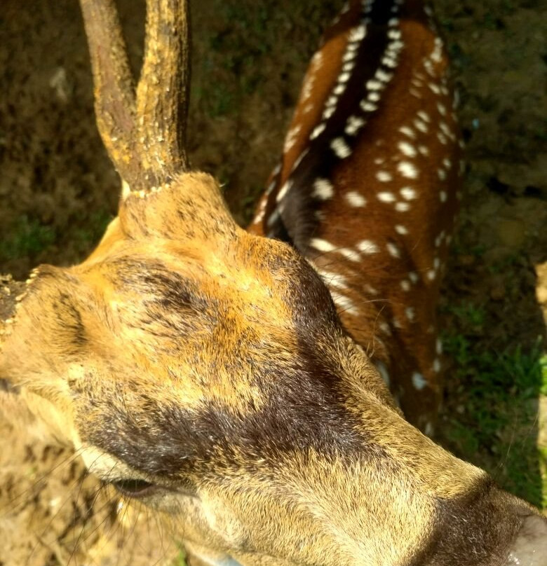 Penangkaran Rusa Cariu-茂物必去景点