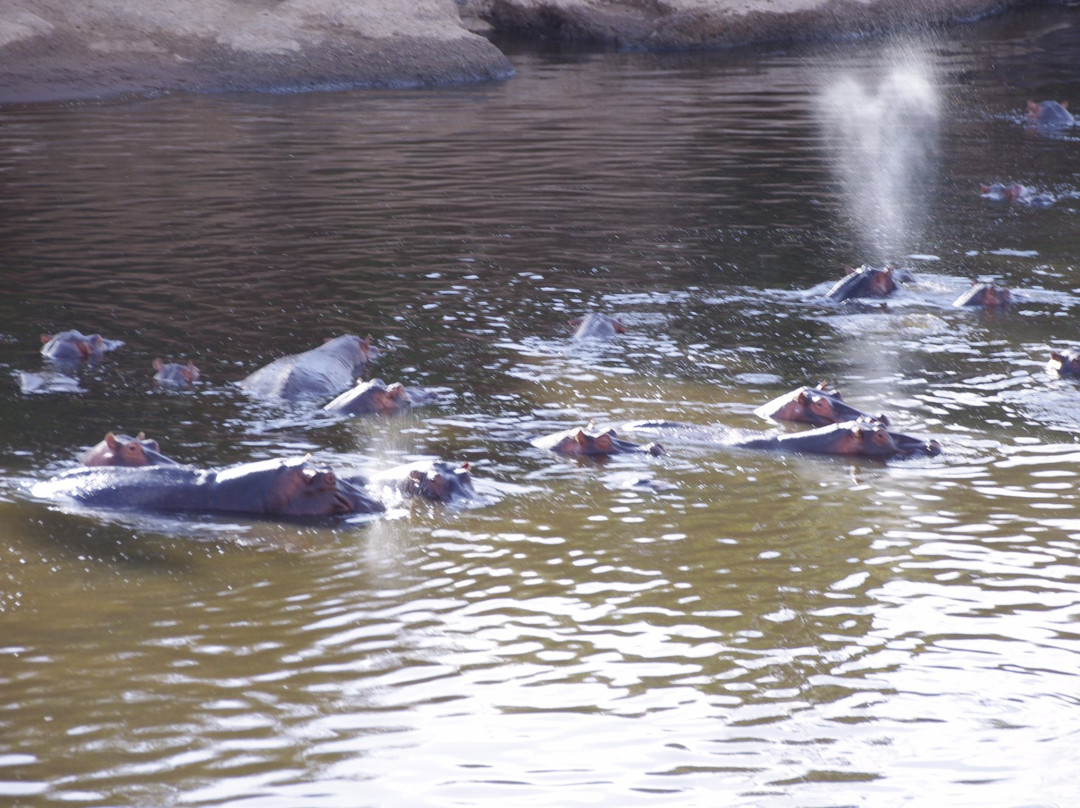 Musiara Swamp-马赛马拉国家野生动物保护区必去景点