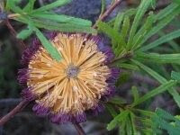 Coleraine旅游景点-Peter Francis Points Arboretum