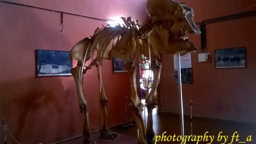 Konni Elephant Training Centre景点图片