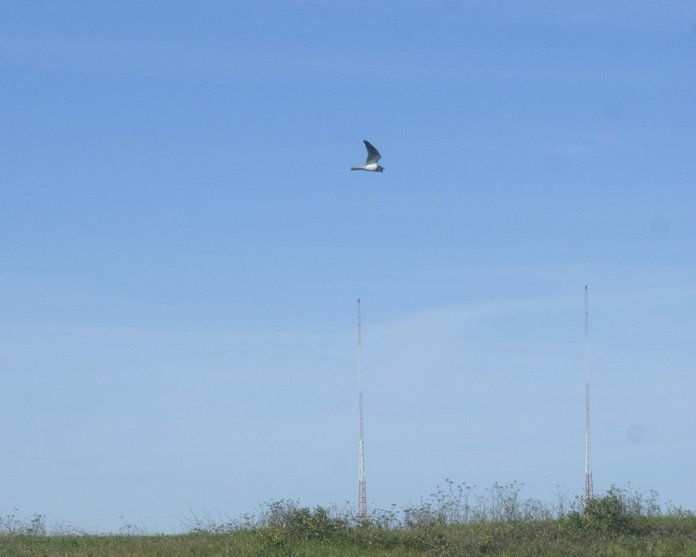 McLaughlin Eastshore State Park-埃默里维尔必去景点