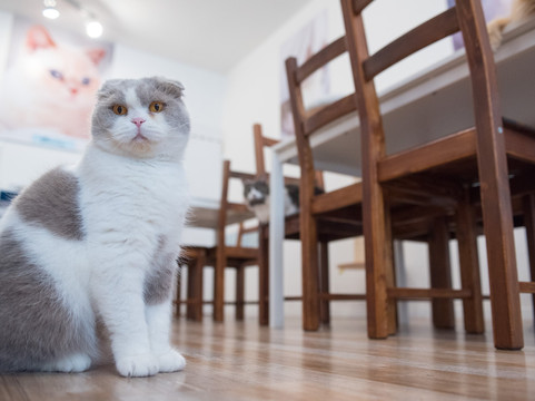 Kafelin, Cafe a Chats