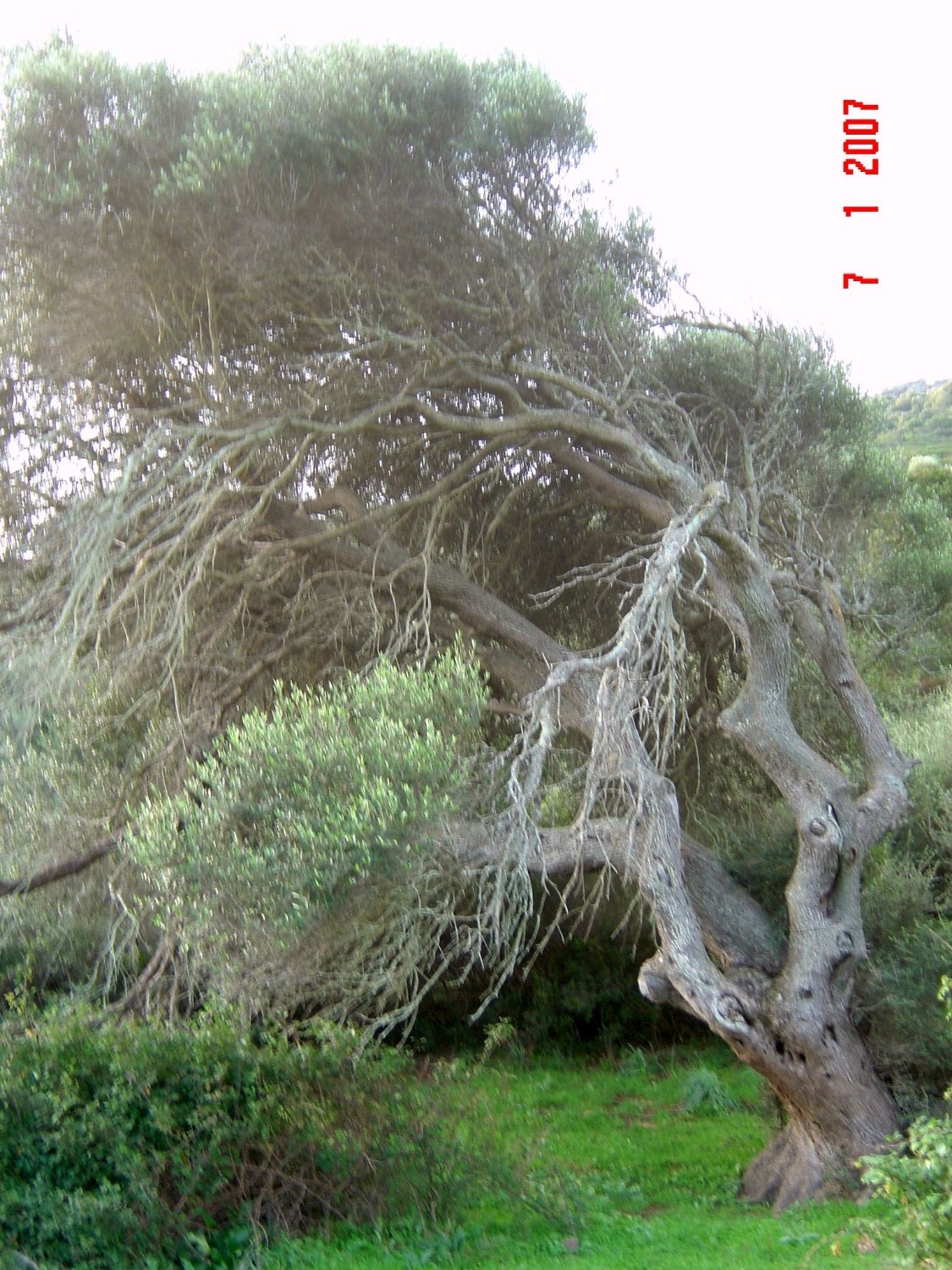 Campi Elisi B&B-官方