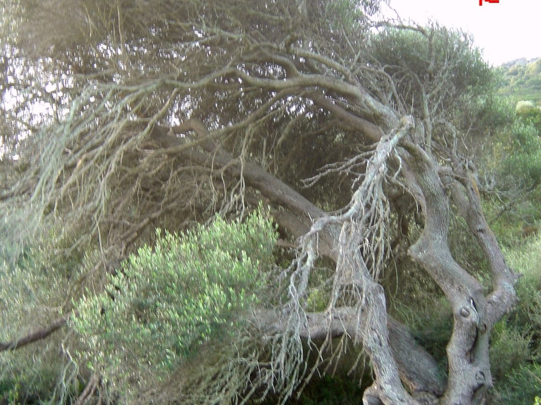 La Pedraia酒店住宿-Campi Elisi B&B