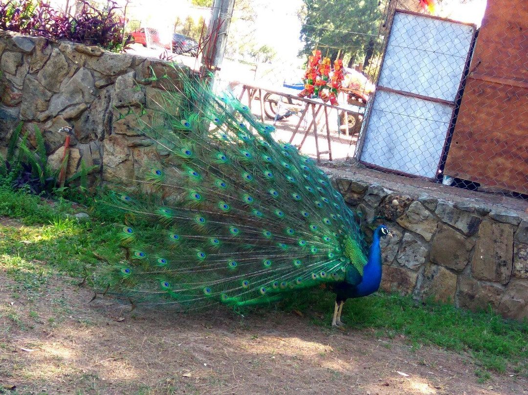 Zoo de la Ciudad de Salto景点图片