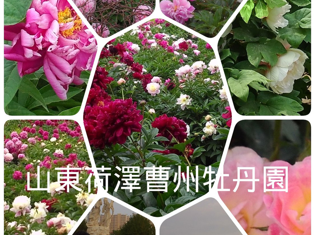 菏泽曹州牡丹园-曹县必去景点