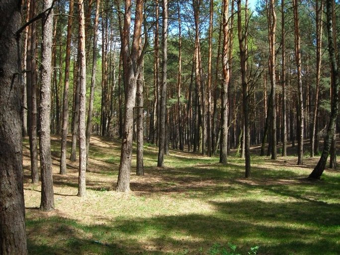 Nature Reserve Krasnoturanskiy Bor景点图片
