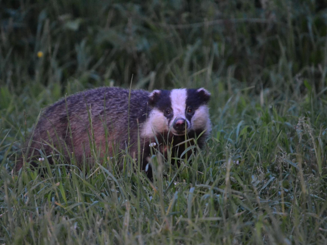 Badger Watch Dorset景点图片