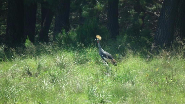 Naude's Nek Pass (R396)-Maclear必去景点
