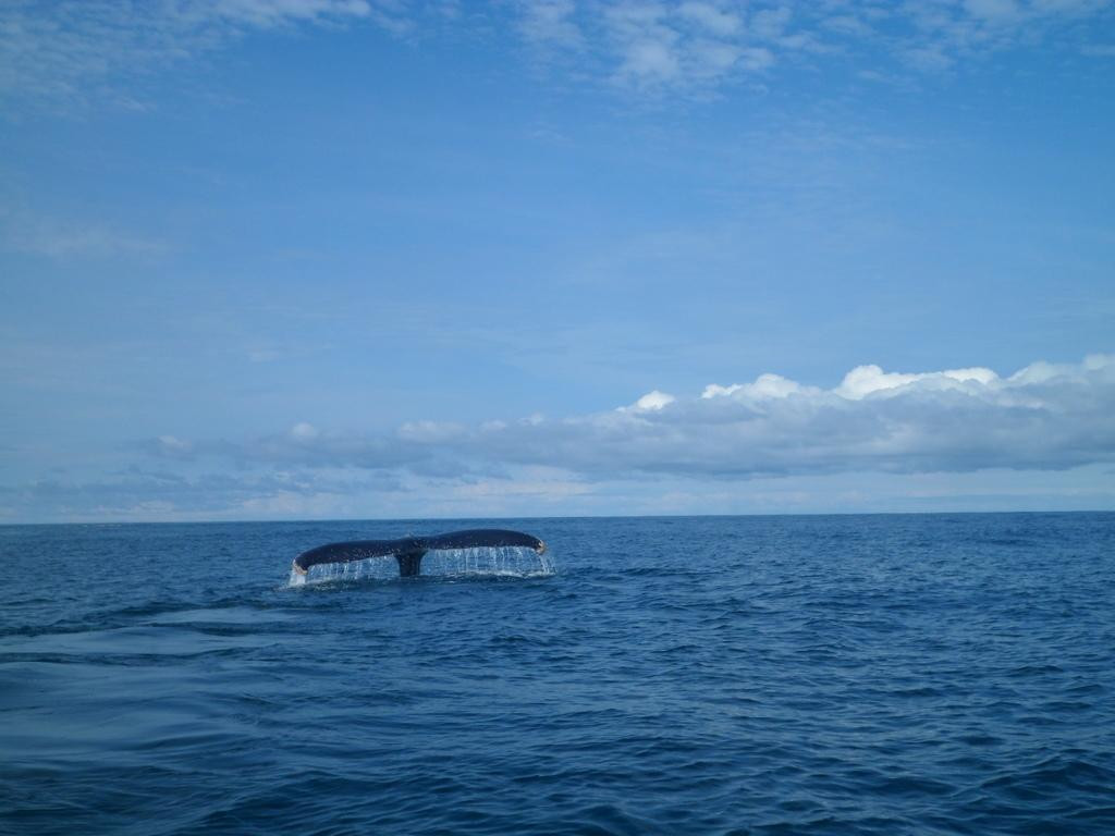 El Amejal-Bahia Solano必去景点