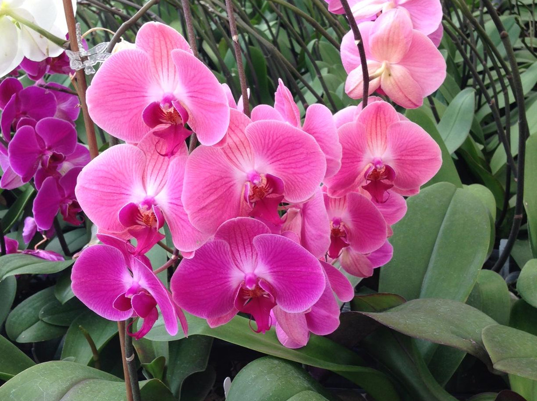 Gubler Orchids-Landers必去景点